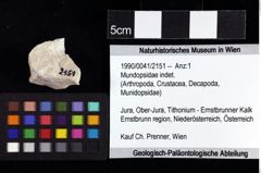 Foto (Objket + Etiketten) von Mundopsidae indet. 